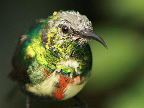Beautiful Sunbird