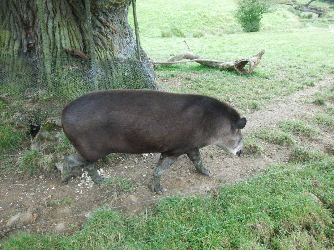 Beautiful tapirs
