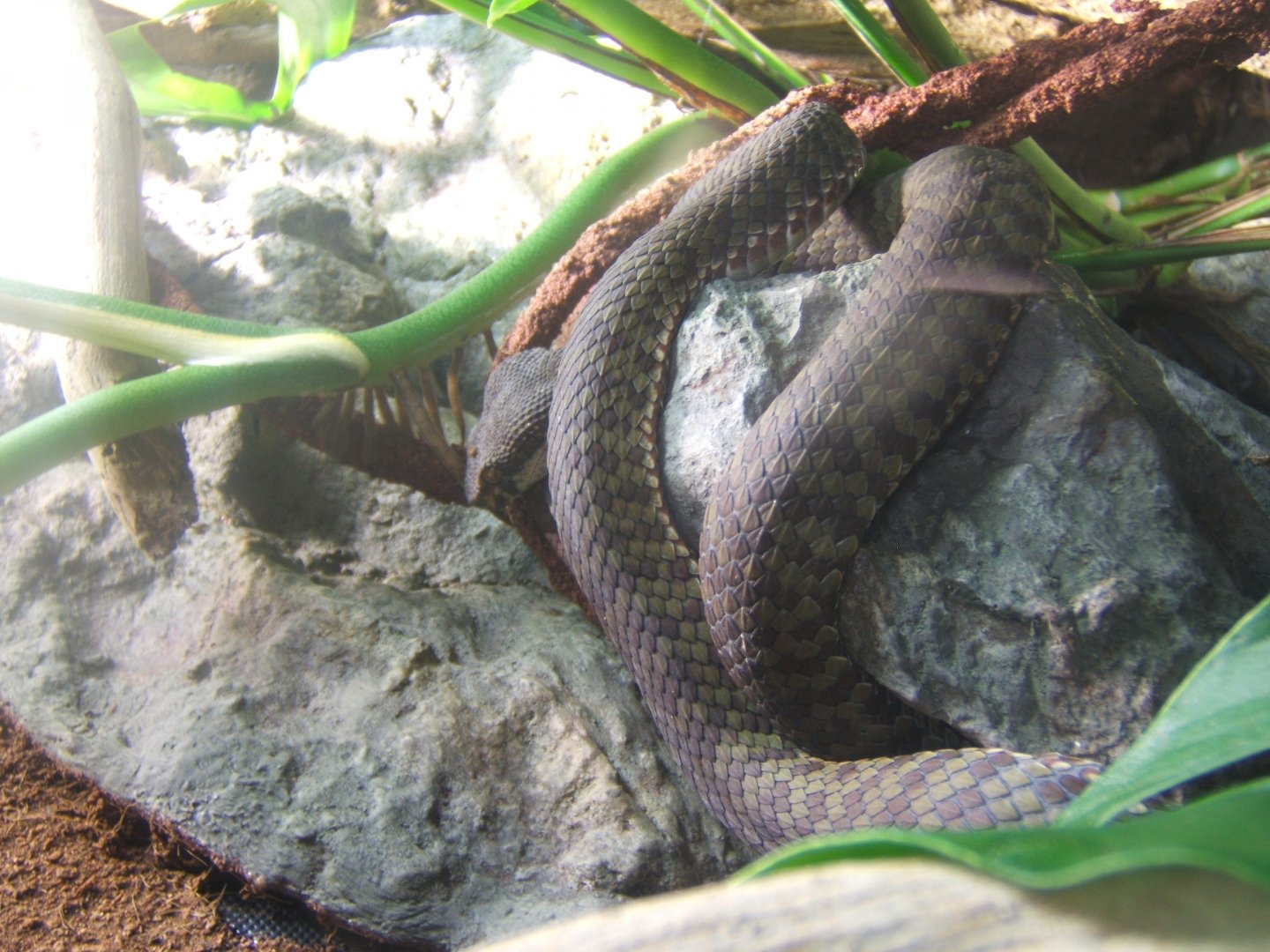 Beautiful Viper 17/02/2018