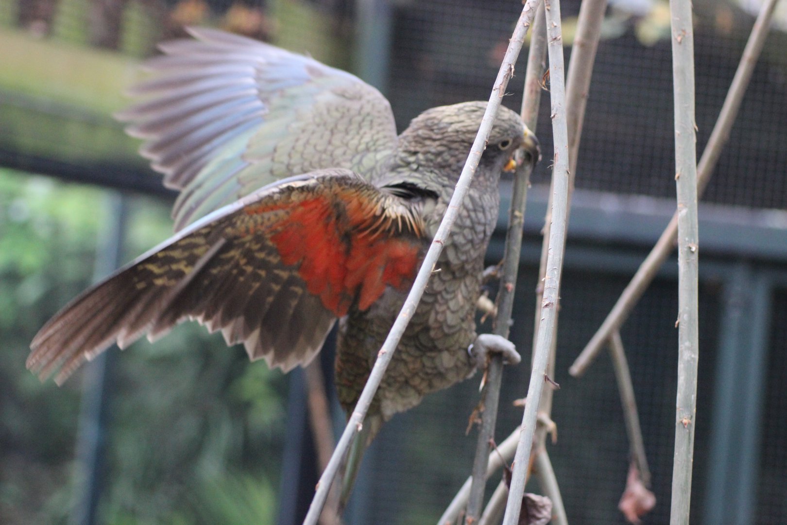 Beautiful wing colouration of a Kea
