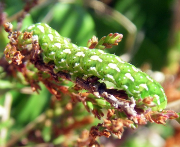 Beautiful Yellow Underwing (Anarta myrtilli)