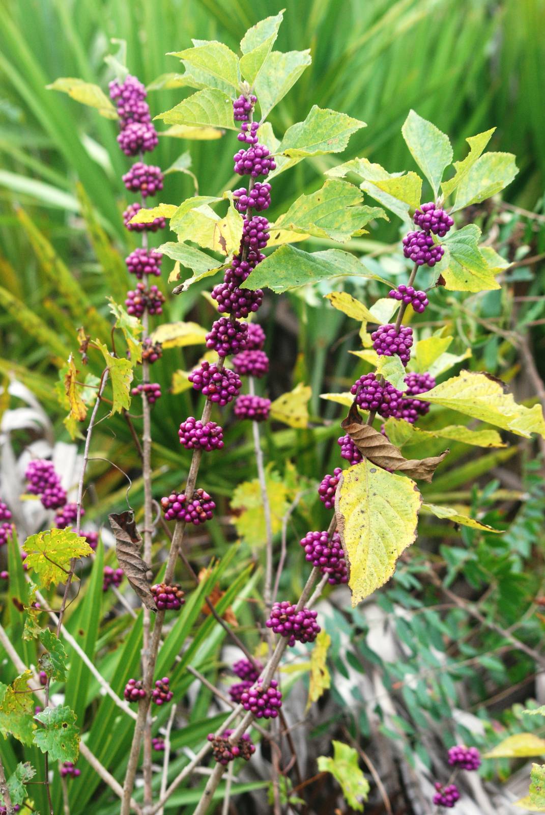Beauty Berries, Punta Gorda, October 2013