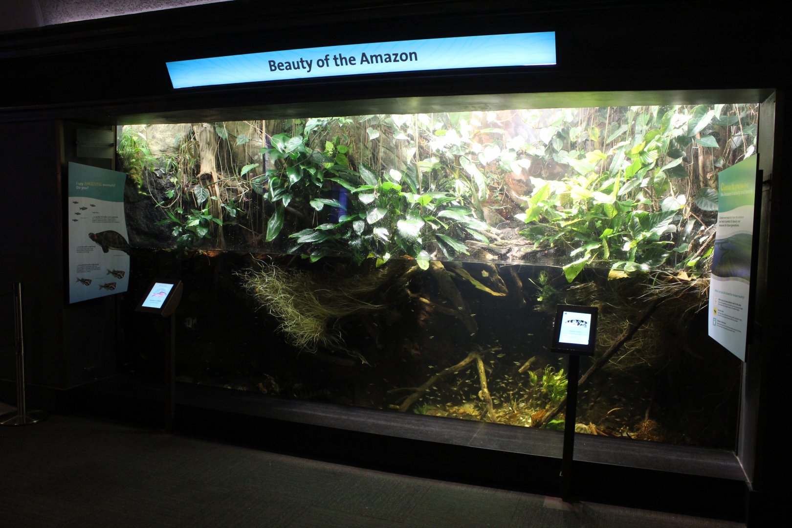 Beauty of the Amazon Tank - Amazon Rising