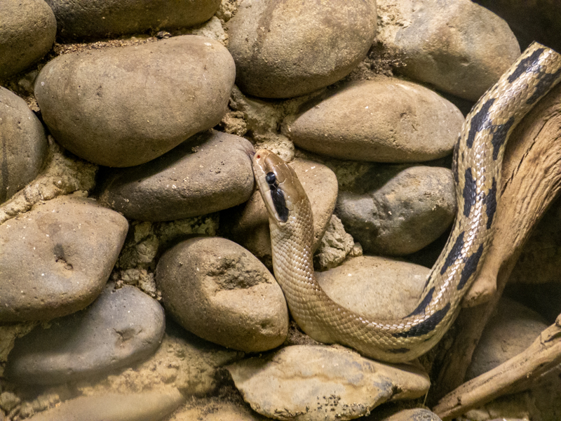Beauty rat snake (Elaphe taeniura)