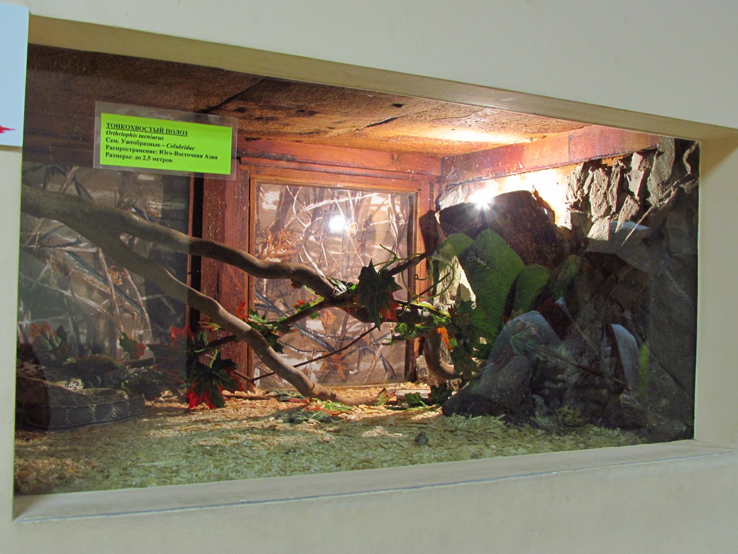 Beauty rat snake exhibit