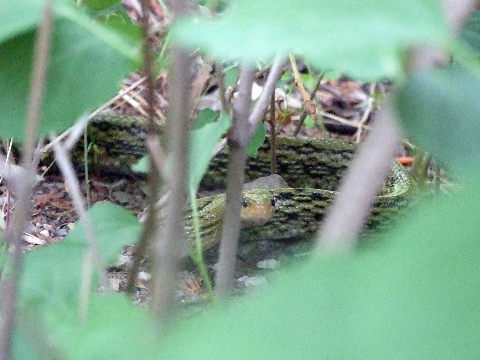 beauty rat snake (Orthriophis taeniurus) - Beijing
