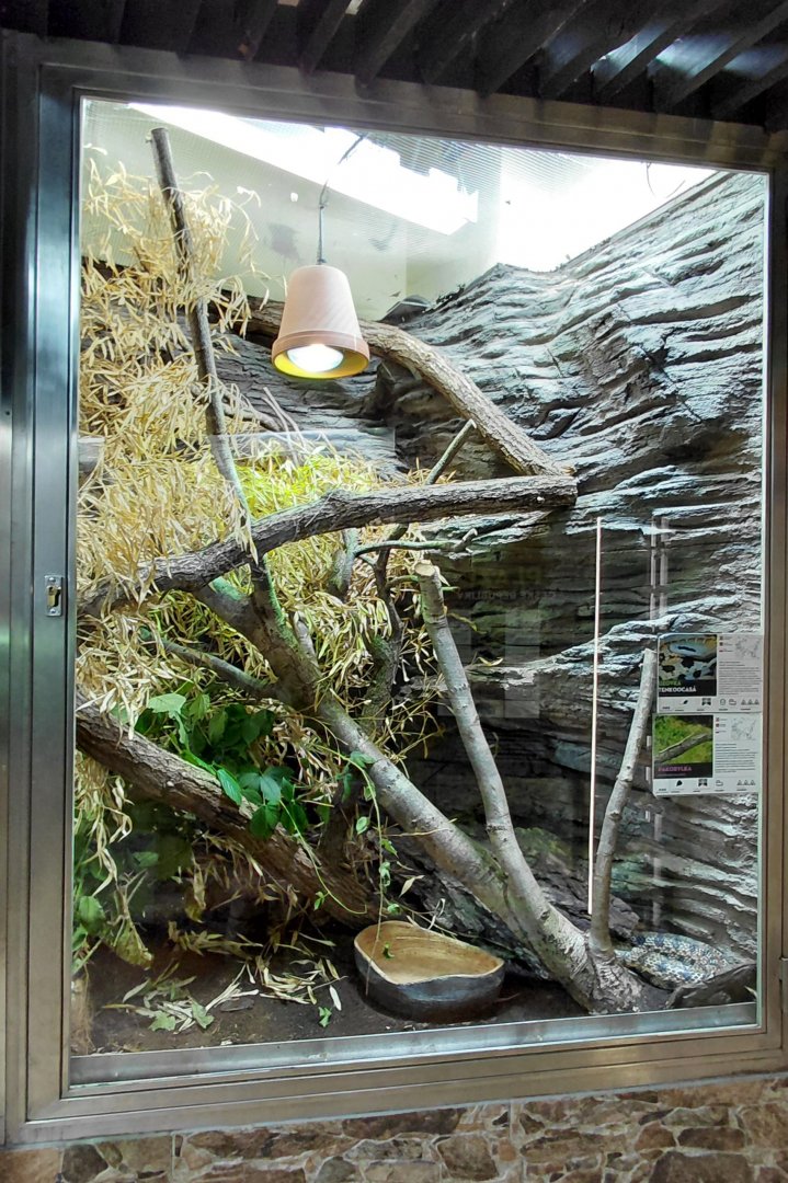 Beauty rat snake + stick insect exhibit