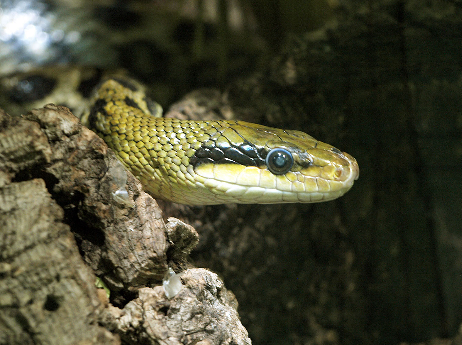 Beauty rat snake