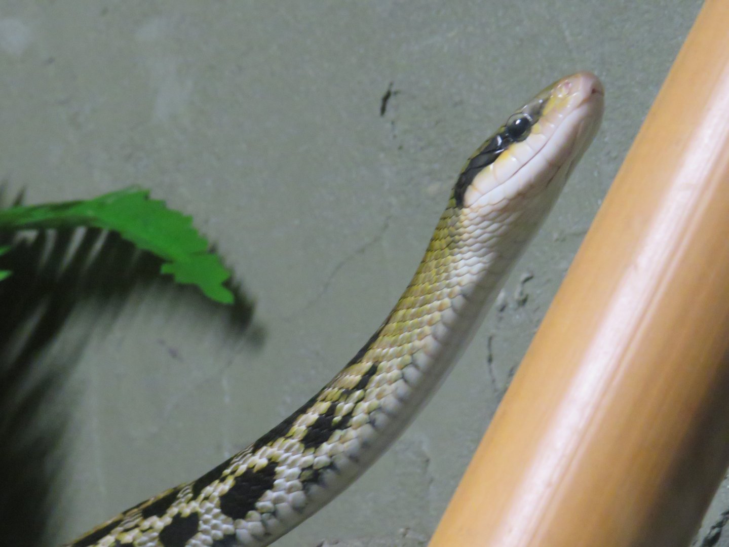 Beauty rat snake