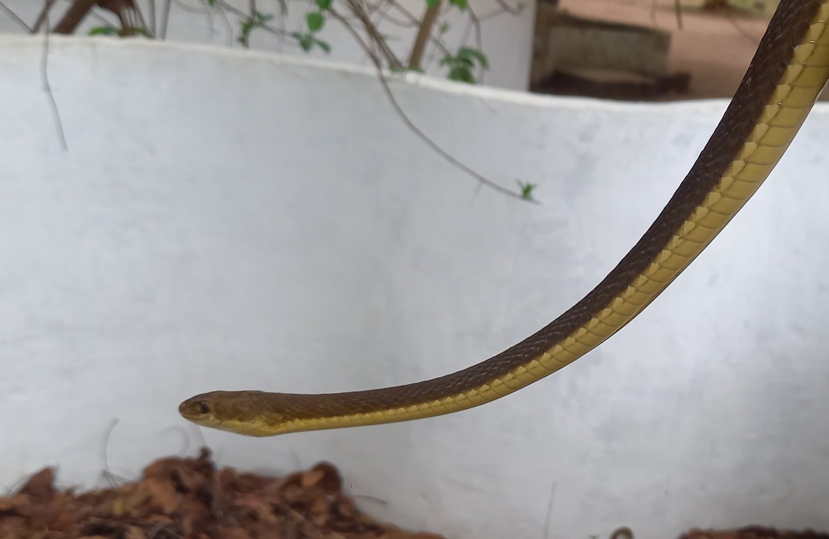 Beauty sandsnake - Psammophis elegans