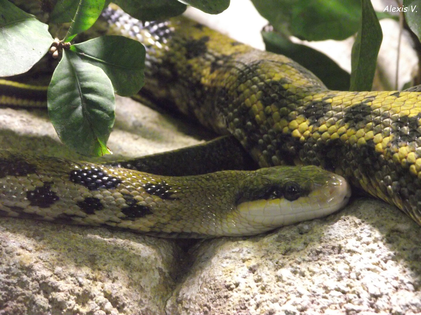 Beauty Snake - Zooparc de Beauval - 11/2021