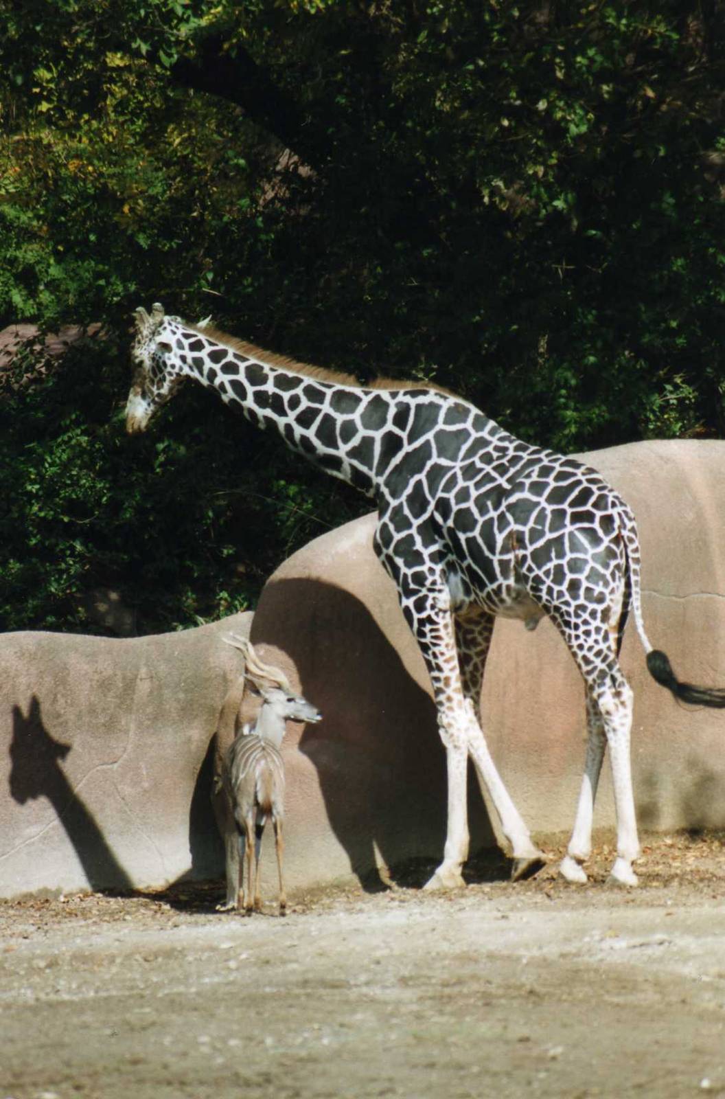Beautyful Giraffe Bull and pal