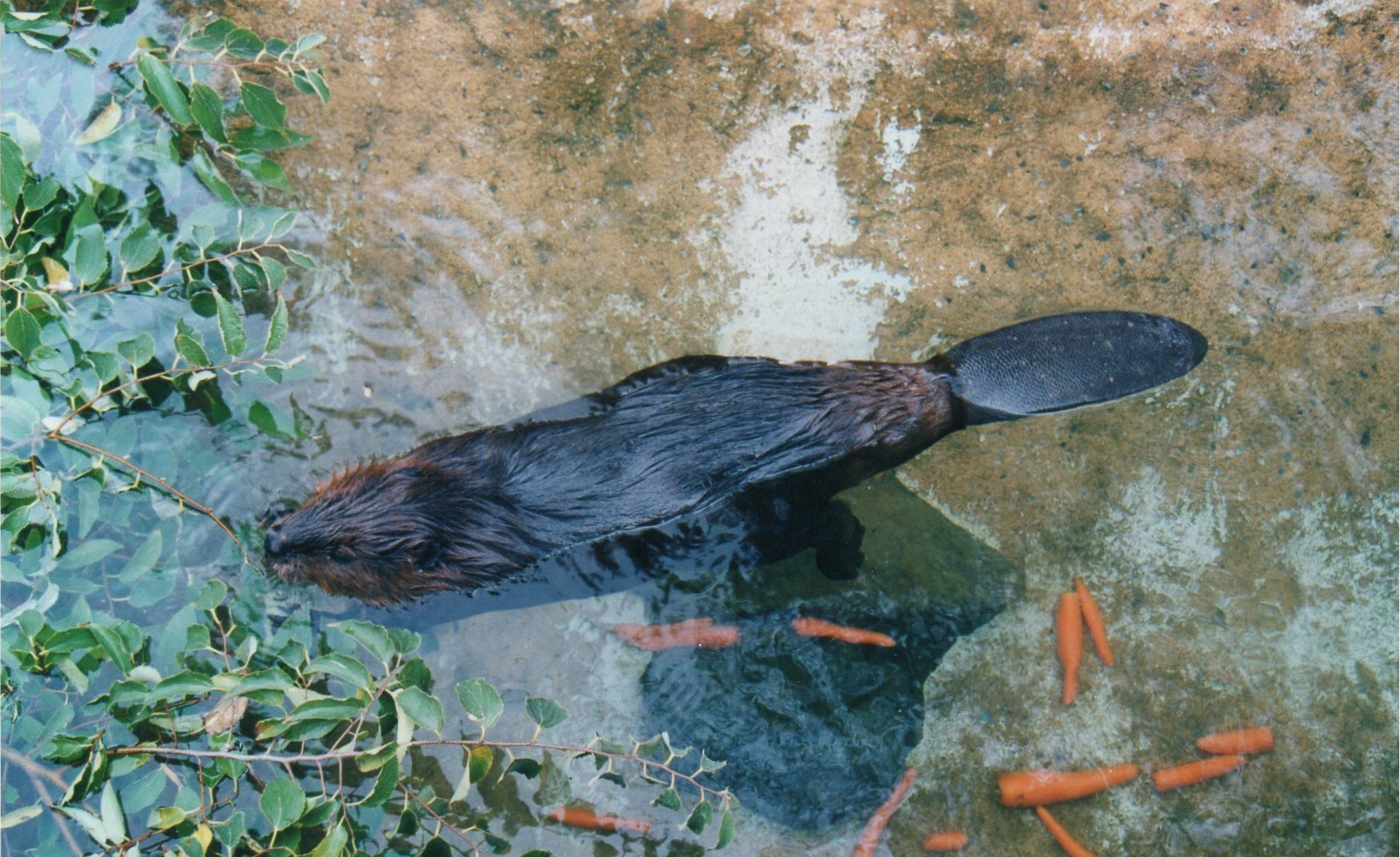 Beaver, 2004
