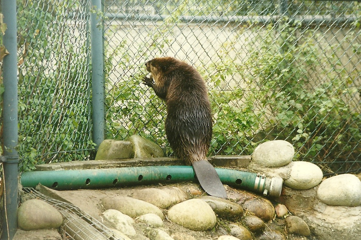 Beaver 30th October 1997