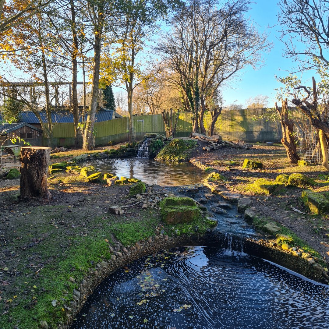 Beaver and Capybara Enclosure, Drusillas Park