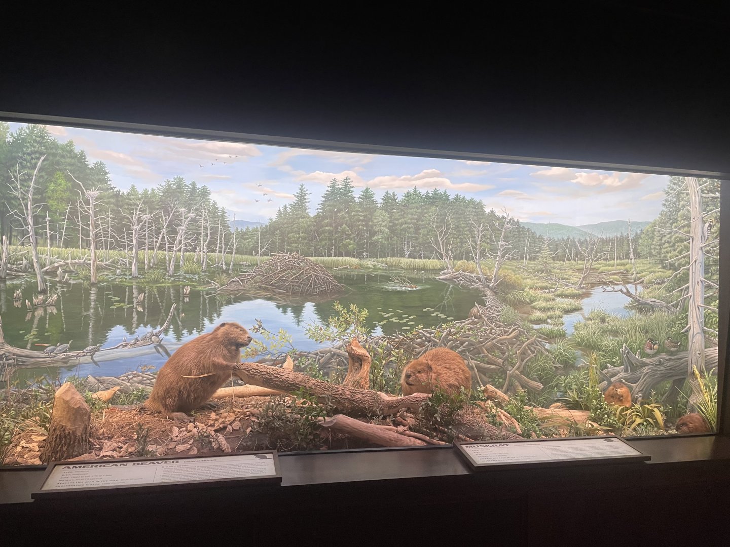 Beaver and Muskrat Diorama