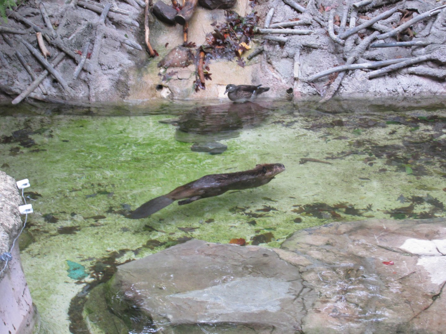 beaver and wood duck