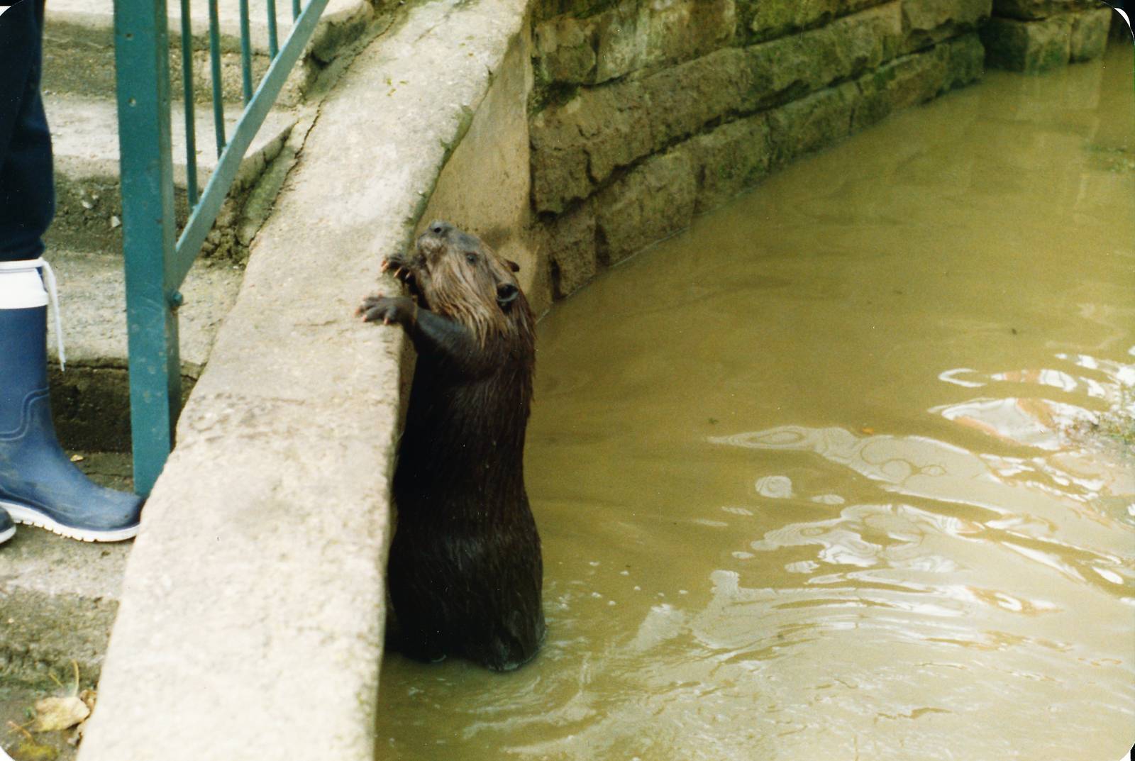 Beaver at Chester Zoo 1987