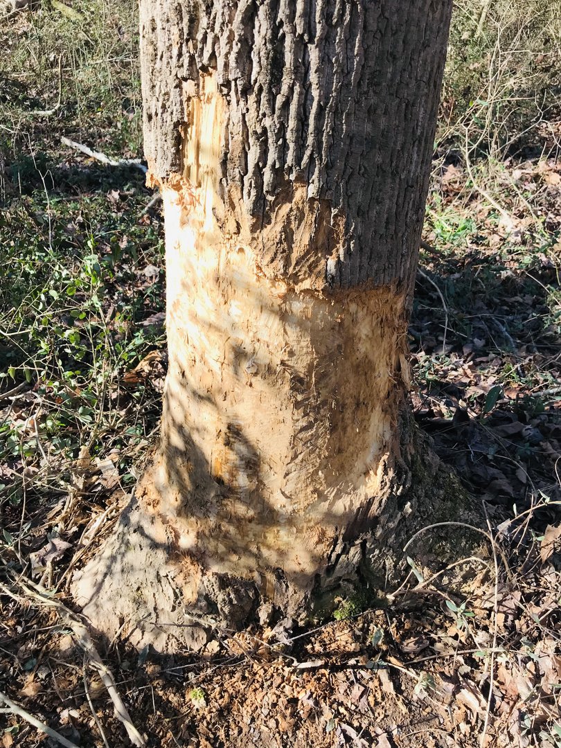 Beaver chew on Riverside Park Trail