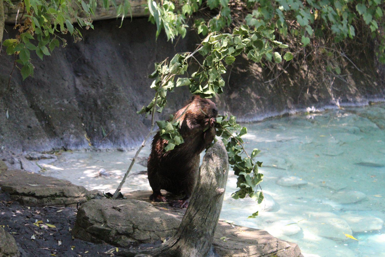 Beaver Collecting Twigs - Minnesota Trail