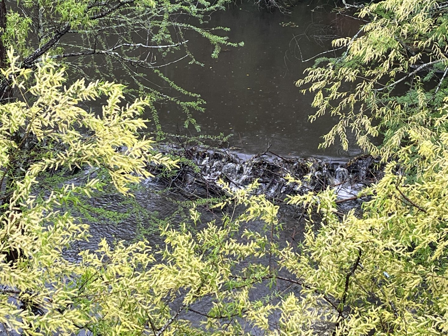 Beaver Dam in Africa Lake