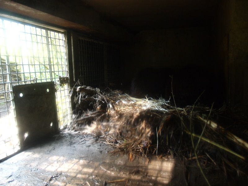 Beaver den (May 2nd, 2015)