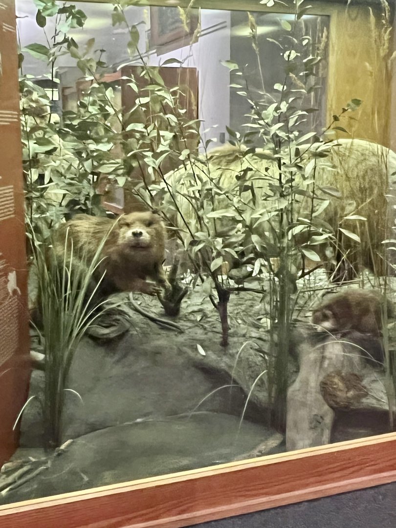 Beaver Display