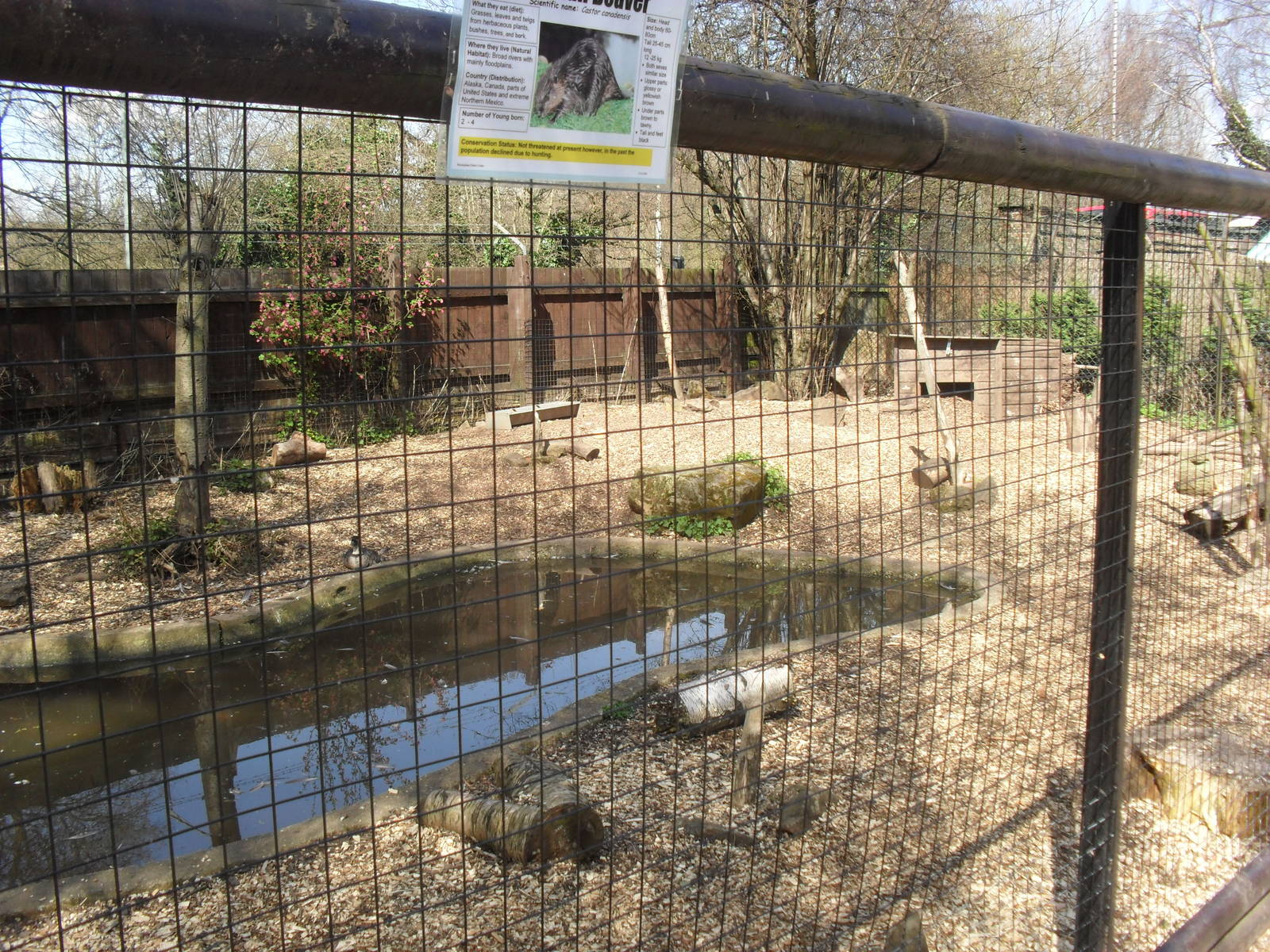 Beaver enclosure 2010