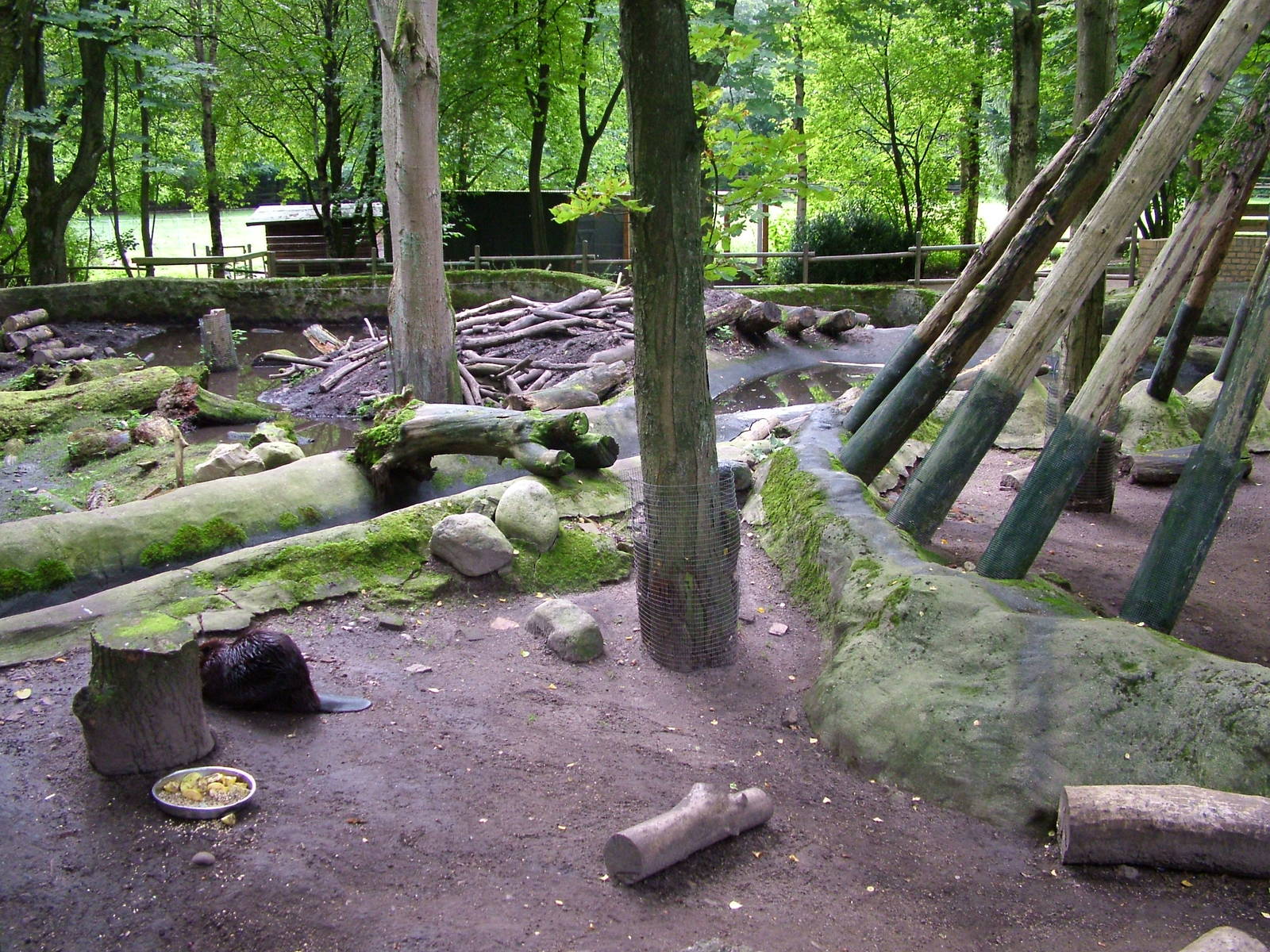 Beaver enclosure at Tierpark Neumuenster 2007