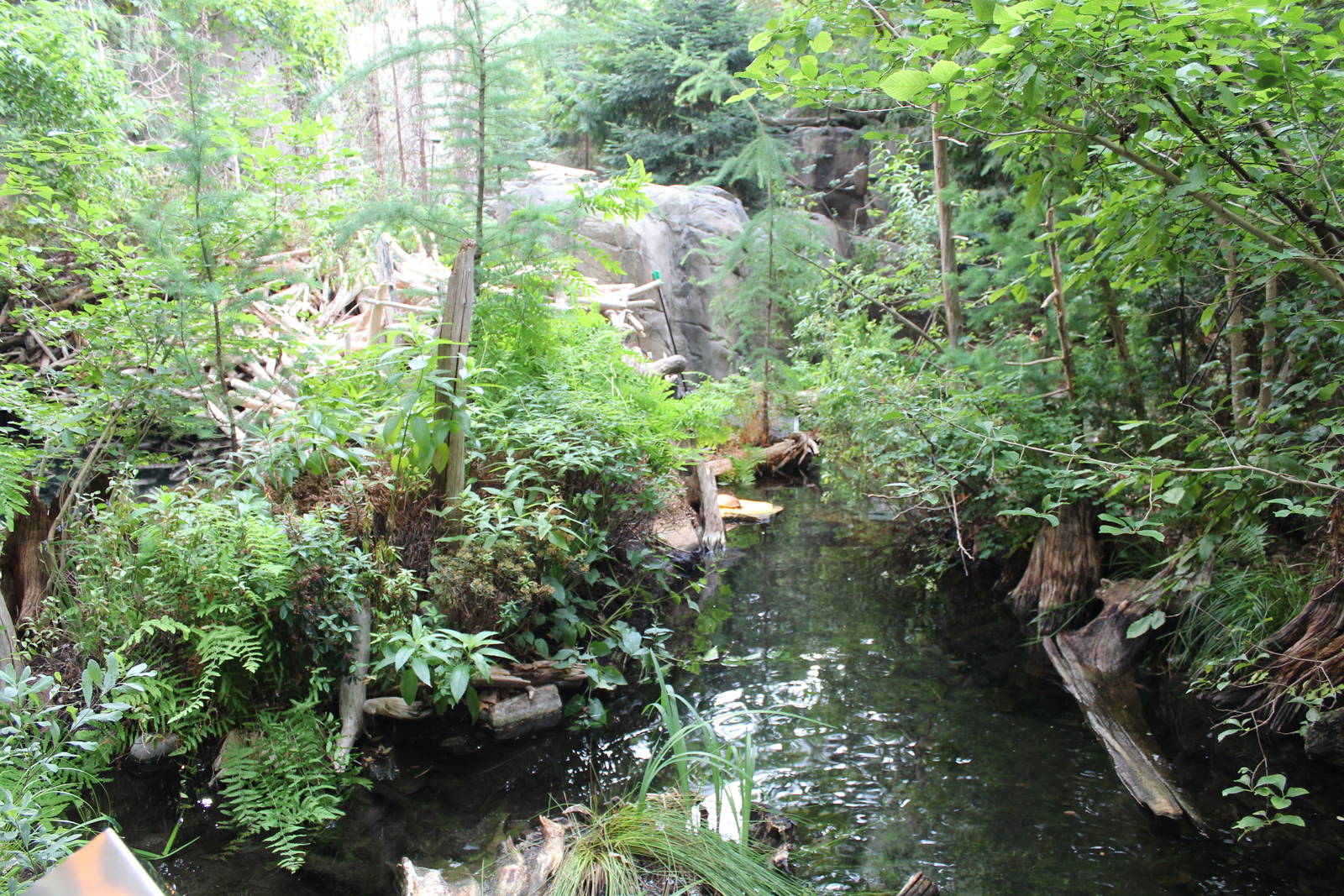 Beaver Enclosure, Canadian Maple Forest Hall - June 2016