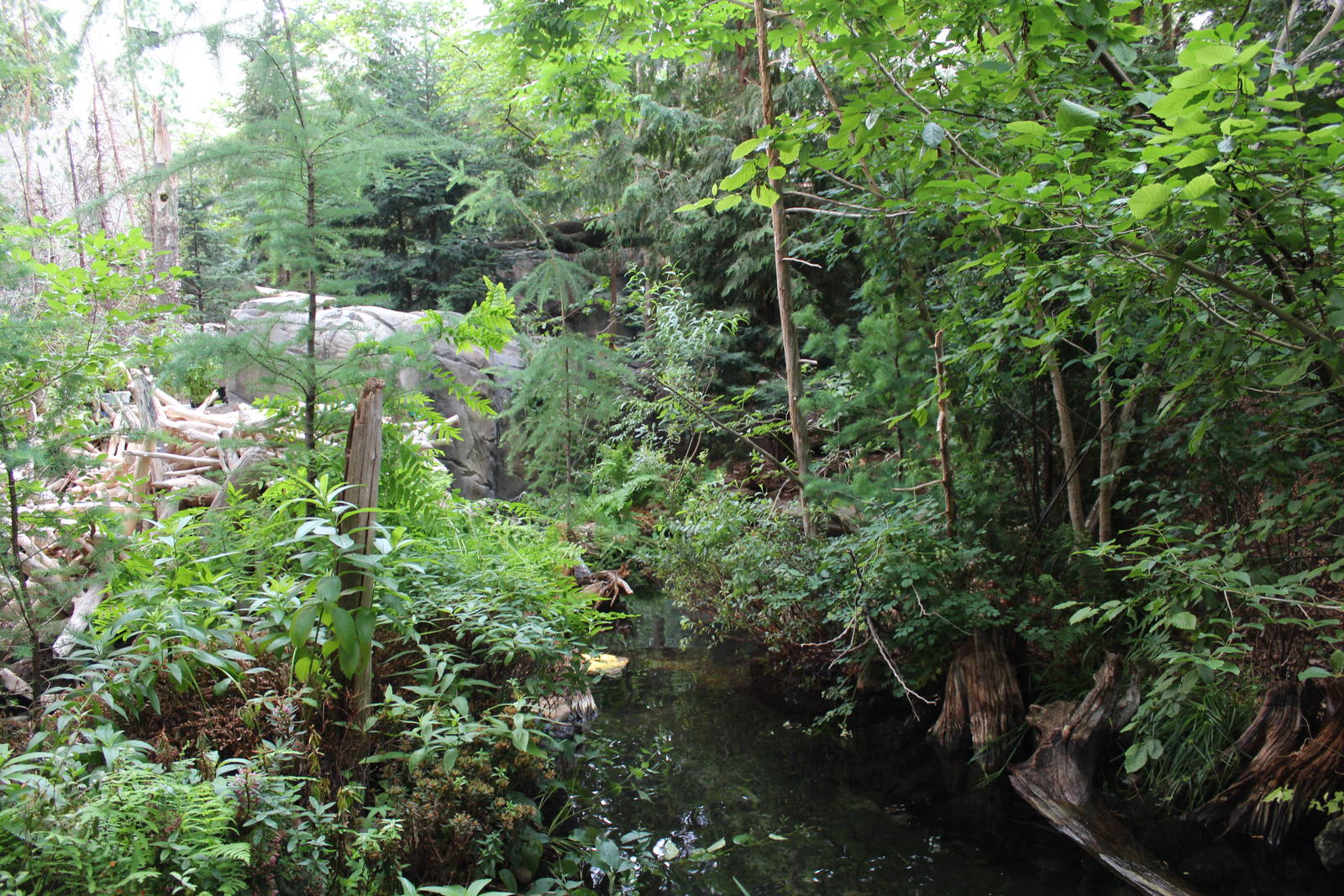 Beaver Enclosure, Canadian Maple Forest Hall - June 2016