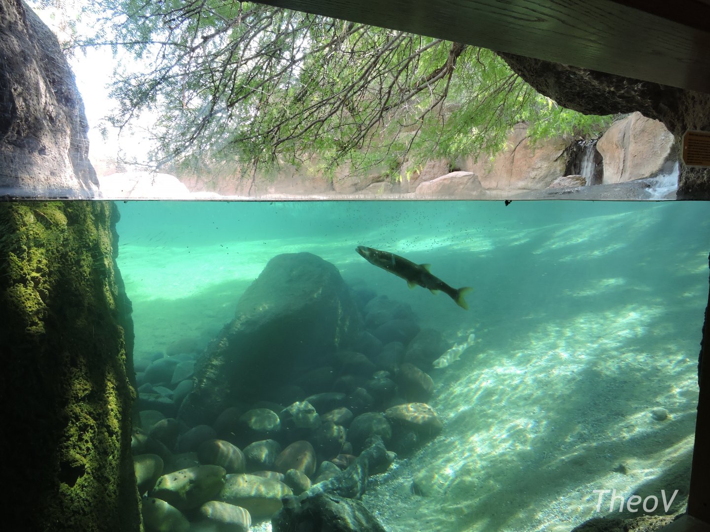 Beaver exhibit [2015]
