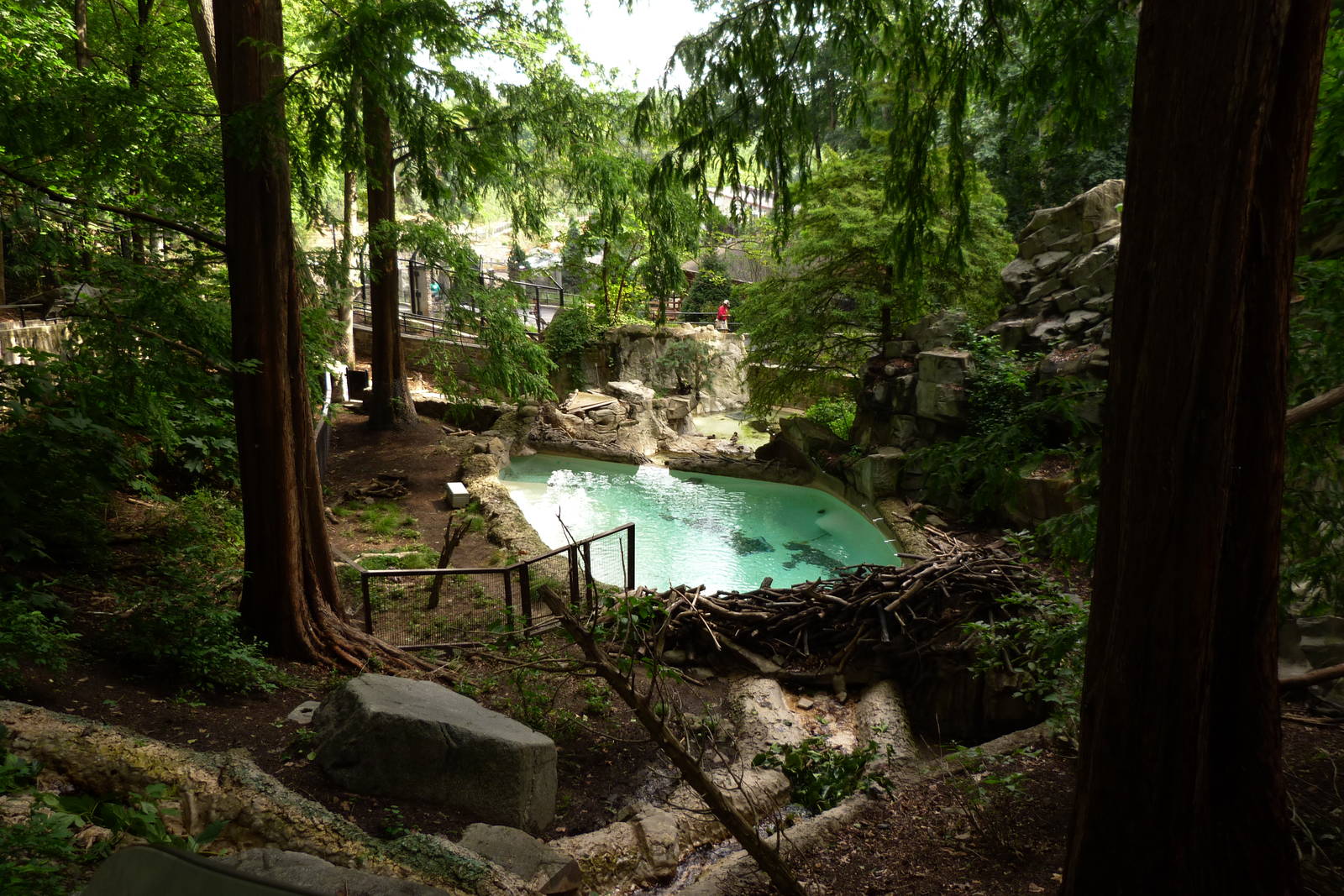 Beaver Exhibit (American Trails) 9-6-12
