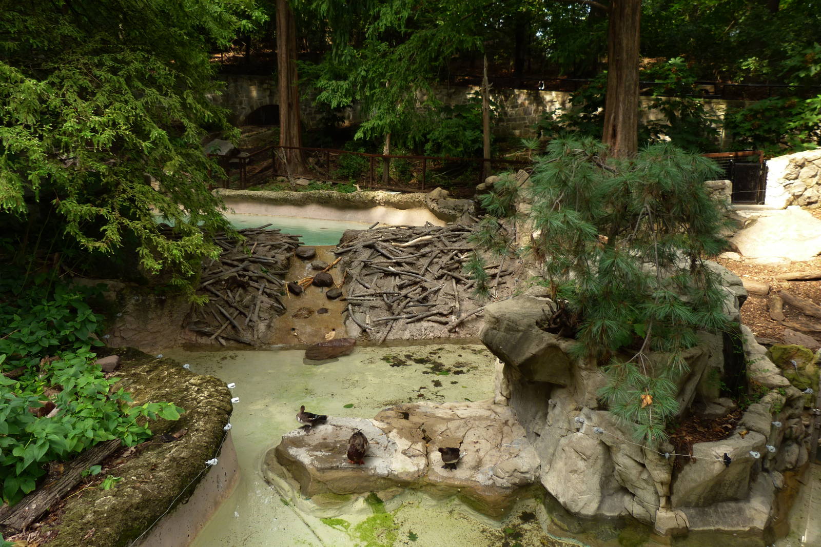 Beaver Exhibit (American Trails) 9-6-12