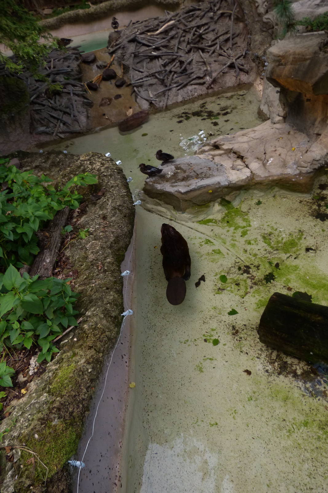 Beaver Exhibit (American Trails) 9-6-12