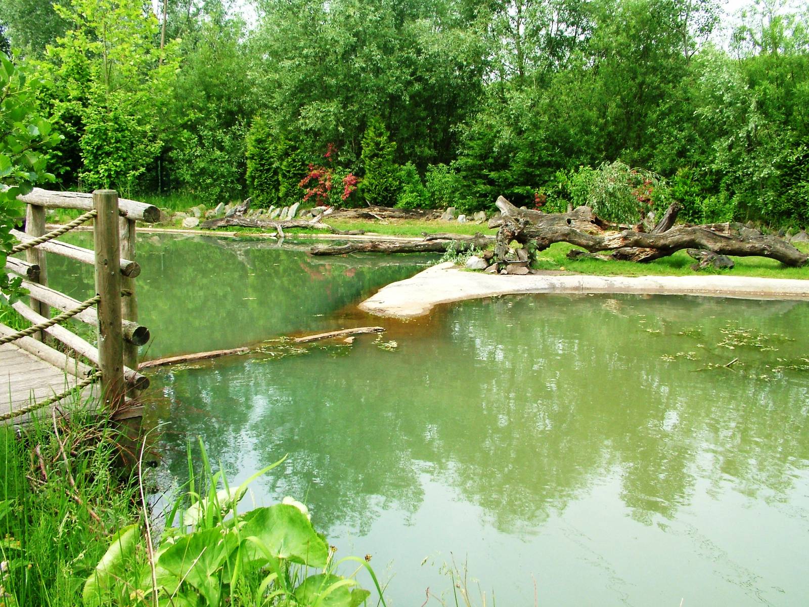 Beaver Exhibit at Dierenrijk, 31/05/12
