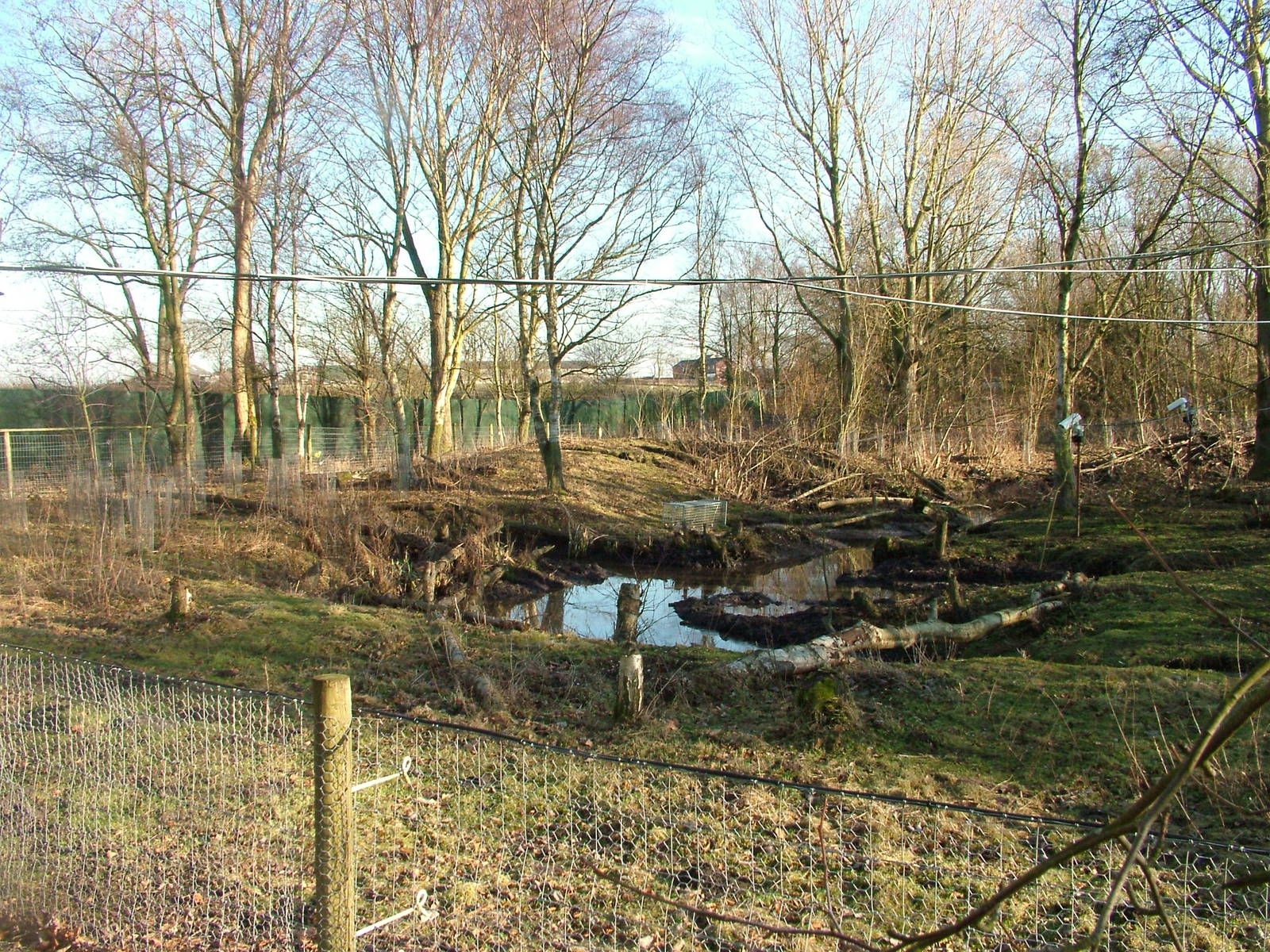 Beaver Exhibit at Martin Mere, 28/01/11