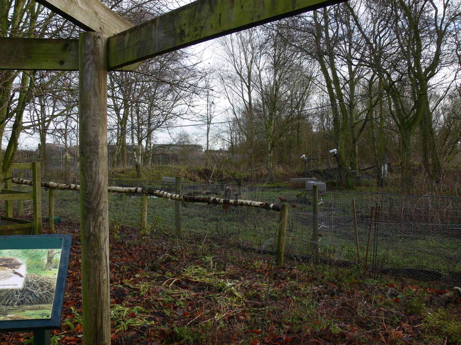 Beaver exhibit at Martin Mere WWT 08/12/12