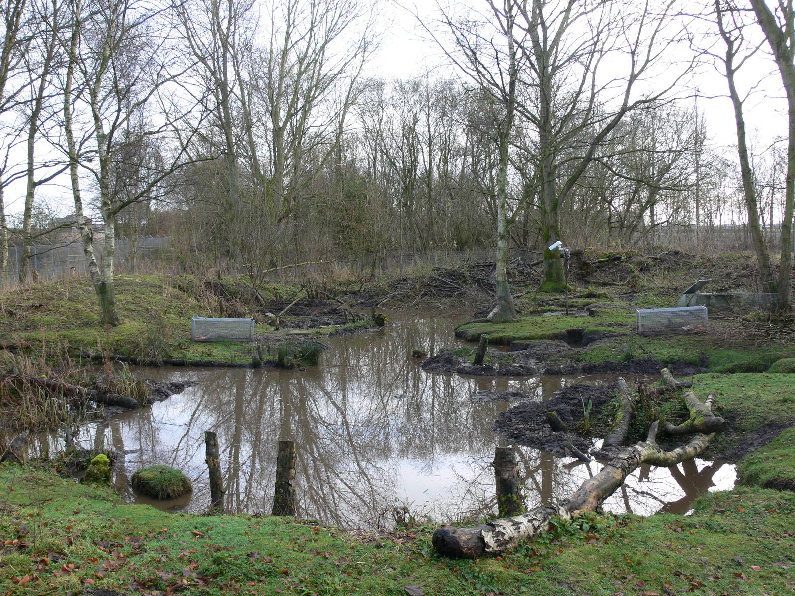 Beaver exhibit at Martin Mere WWT 08/12/12