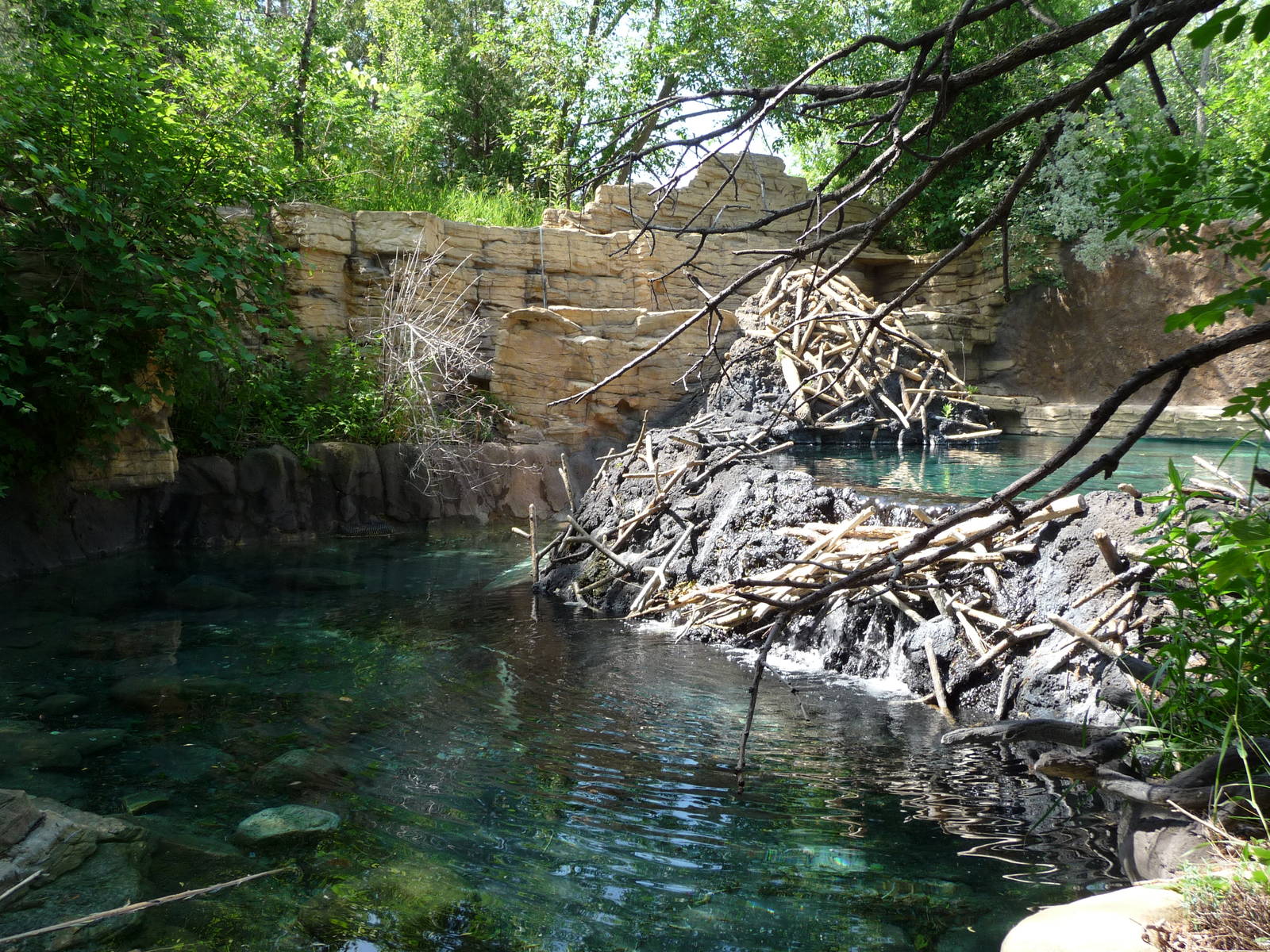 Beaver Exhibit - Minnesota Zoo