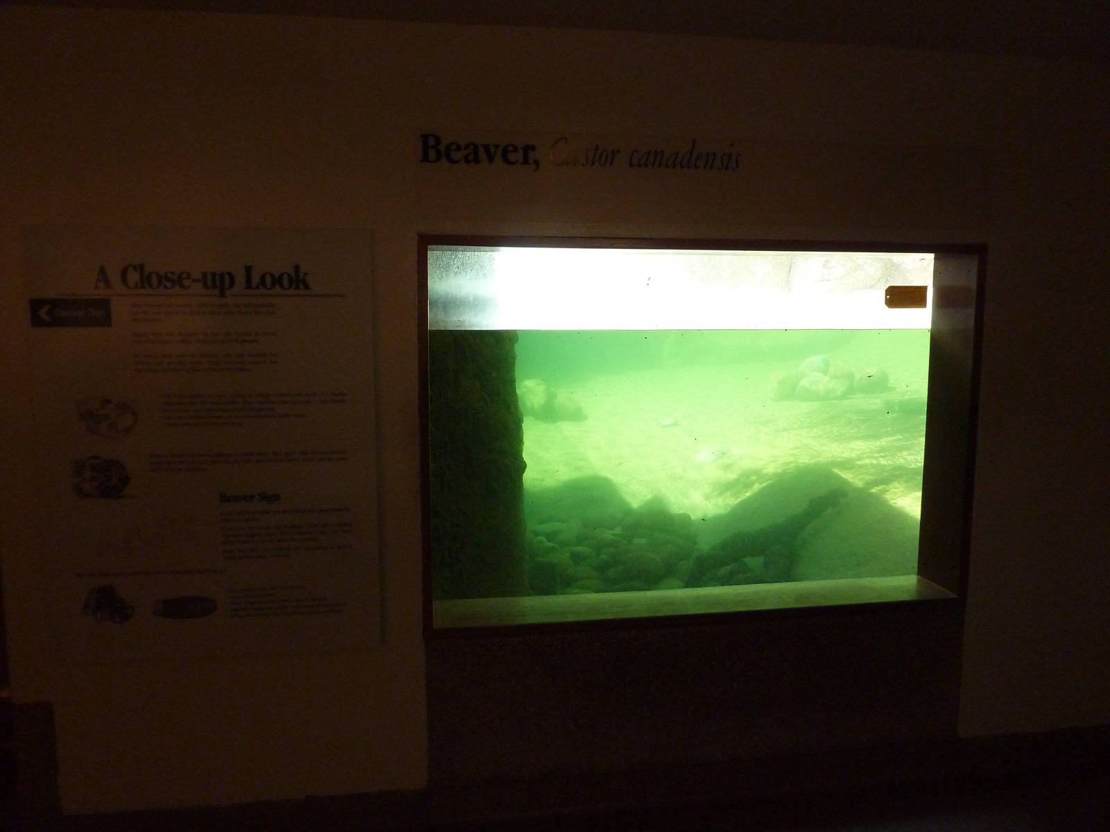Beaver Exhibit - Underwater Viewing