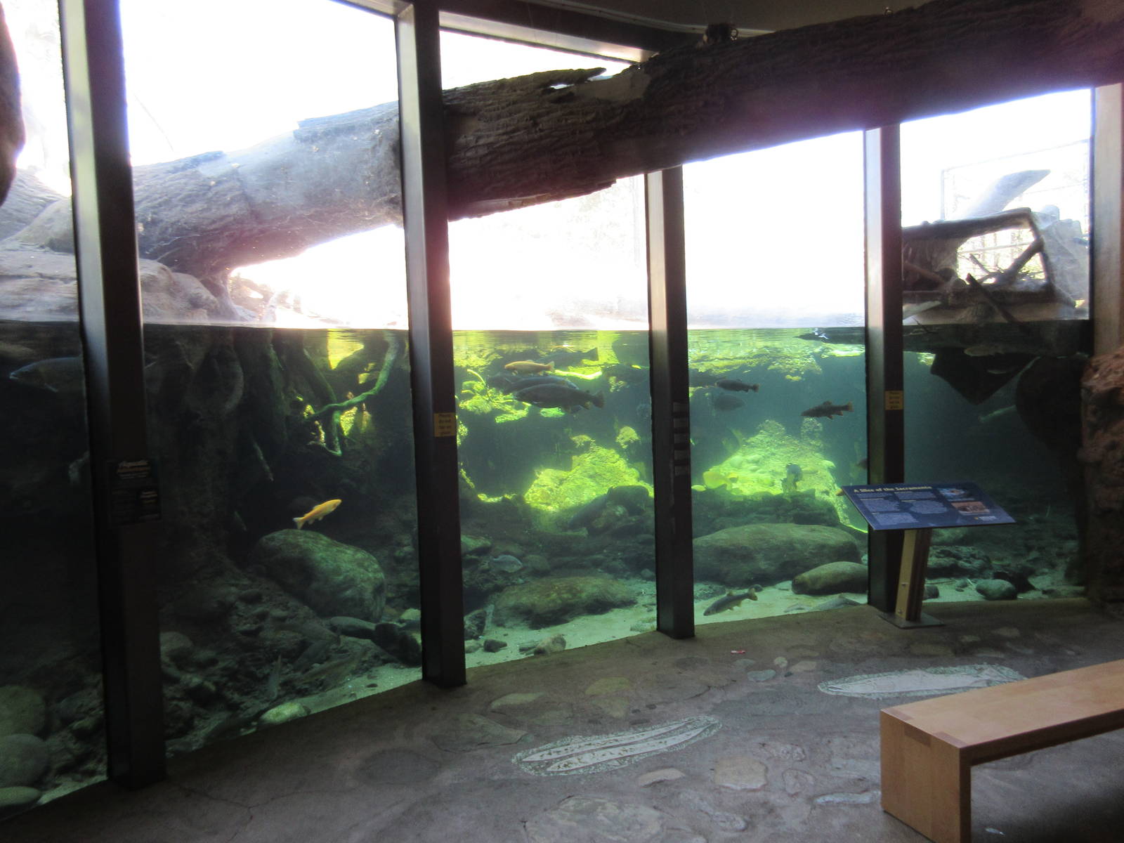 Beaver Exhibit (with gigantic log crashing through the window)