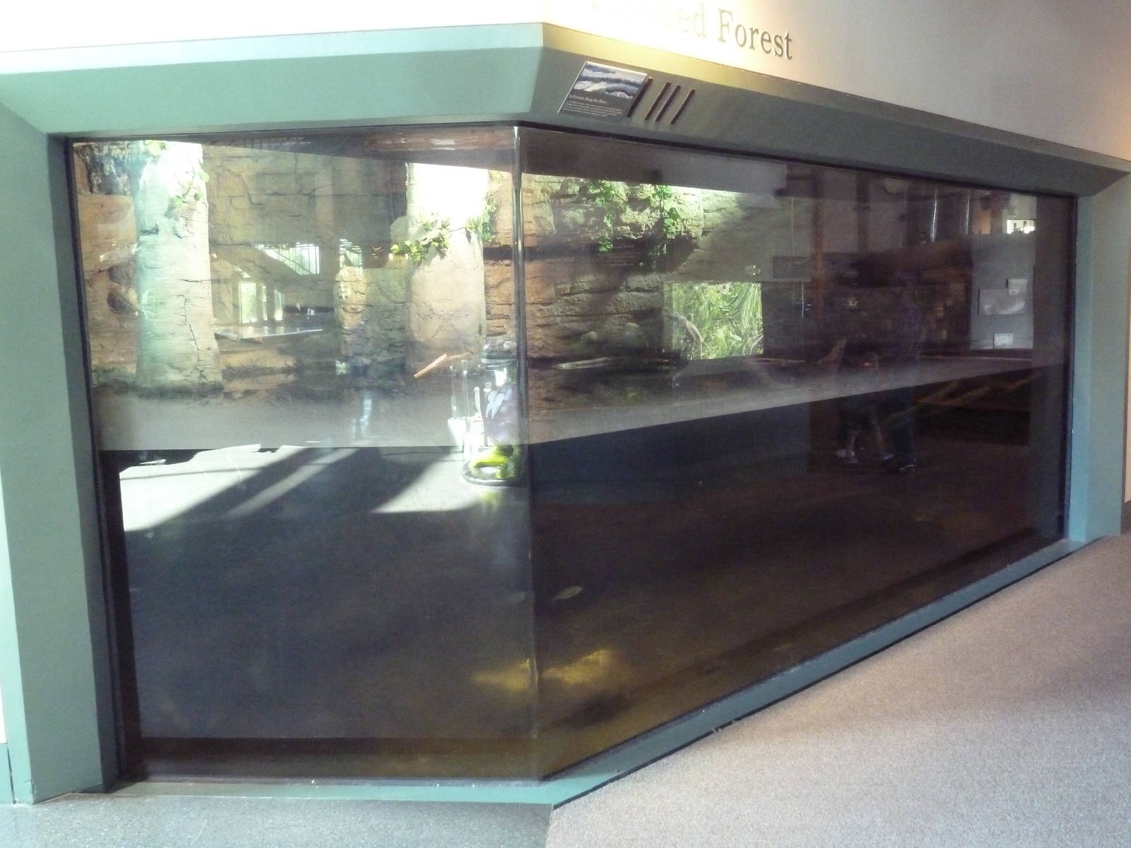 Beaver Exhibit (with lots of glare)