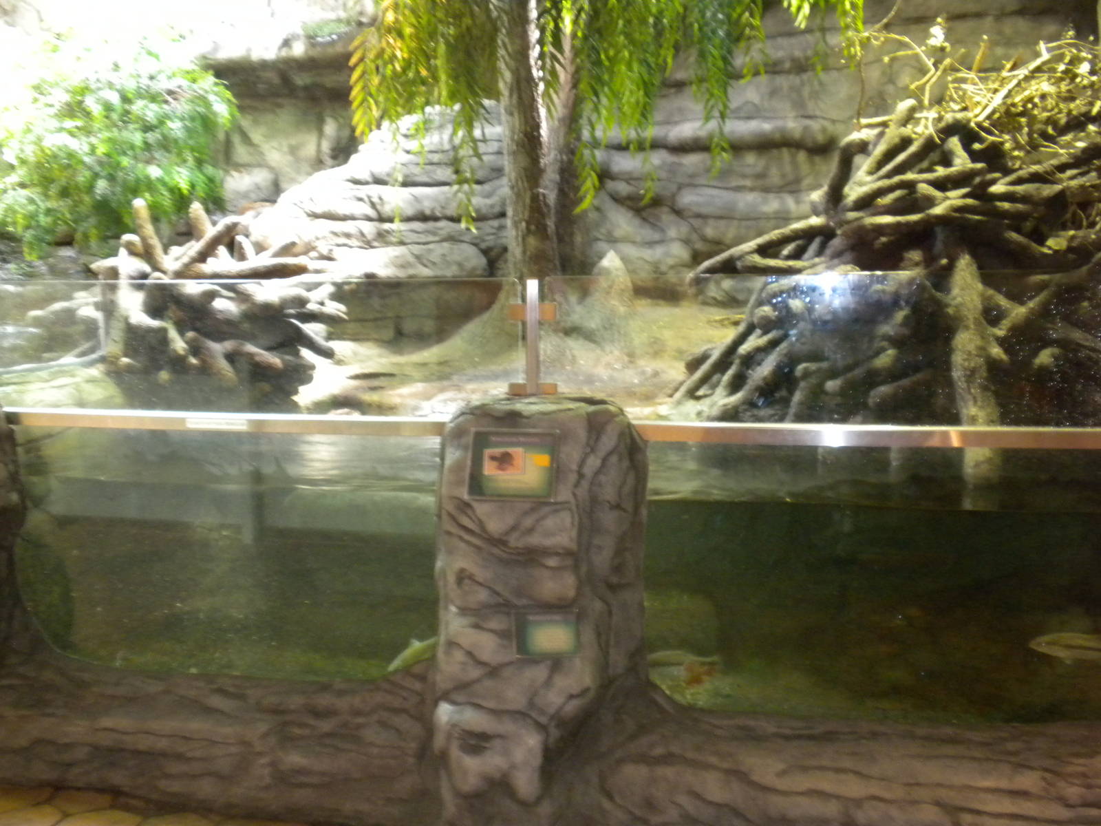 Beaver exhibit