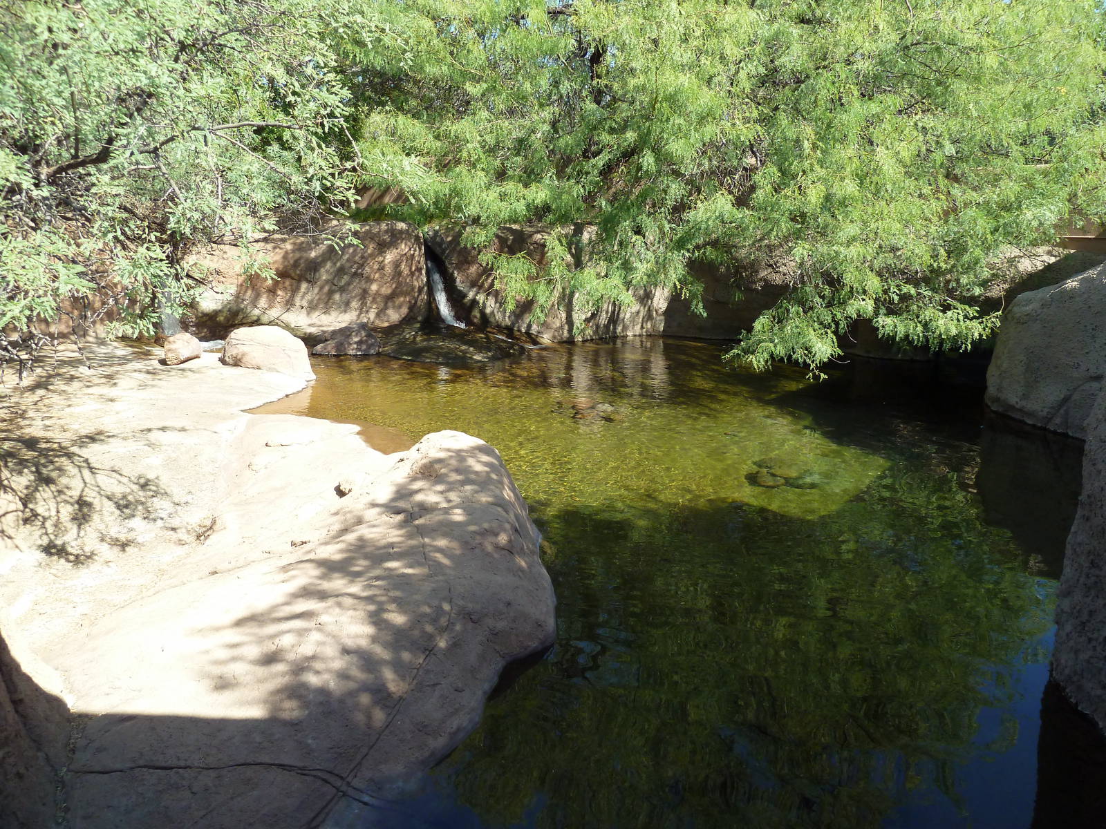 Beaver Exhibit