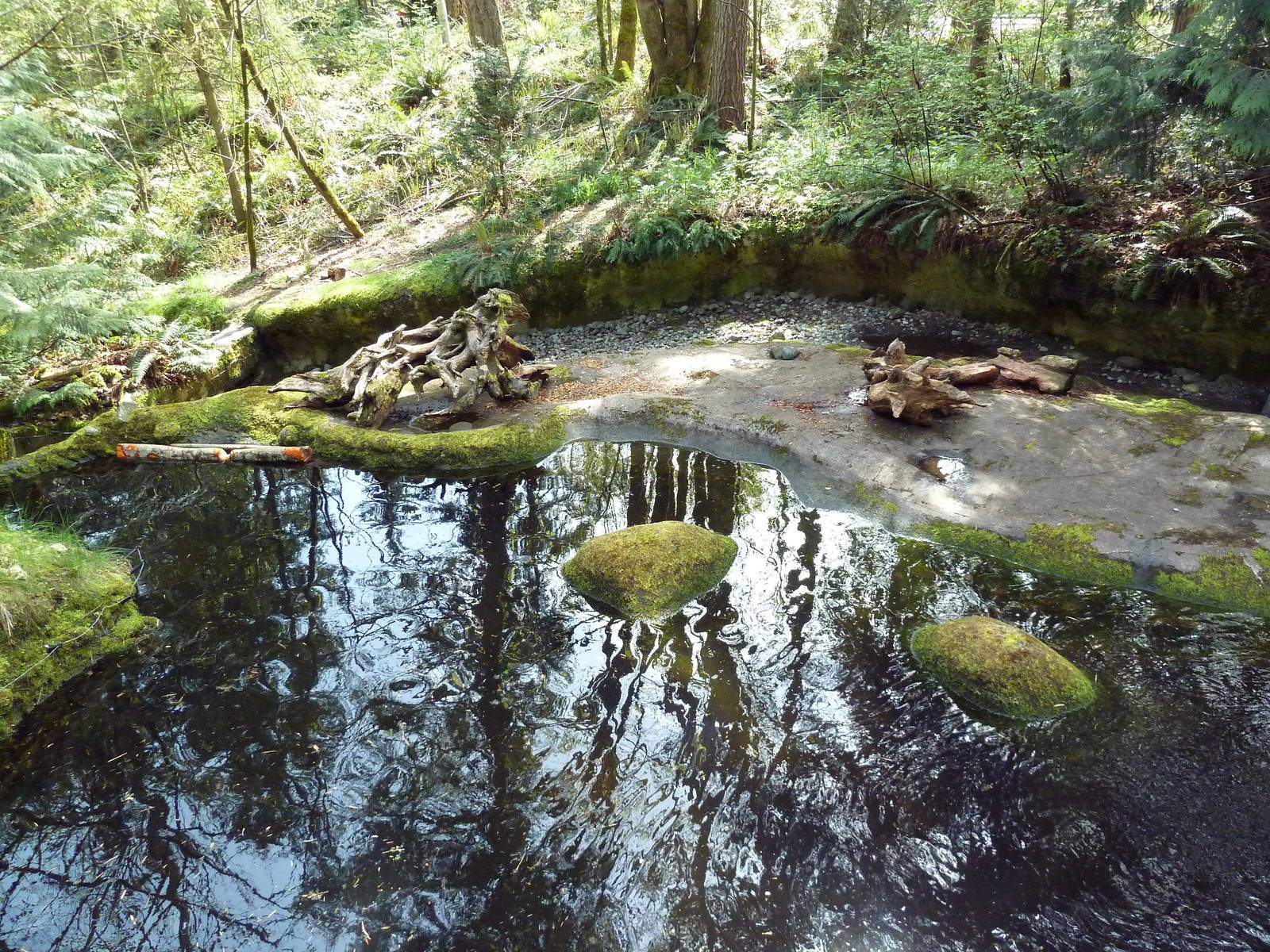 Beaver Exhibit