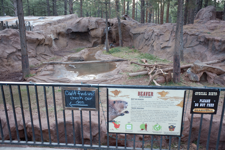 beaver exhibit
