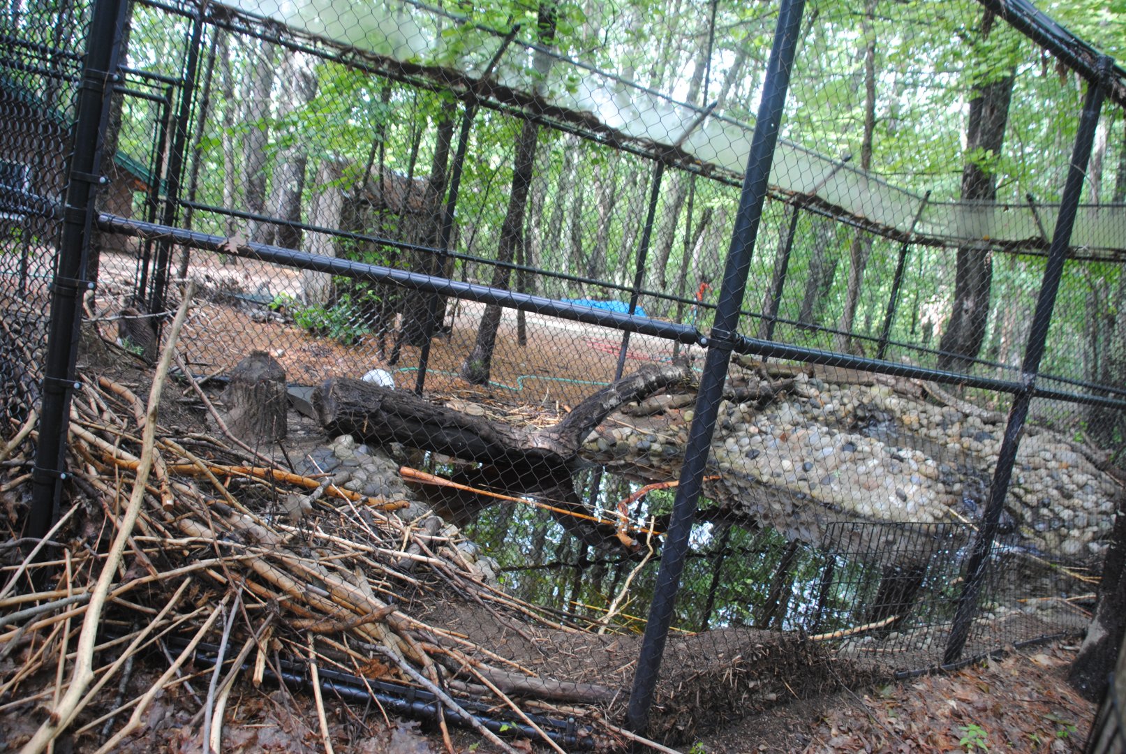 Beaver exhibit