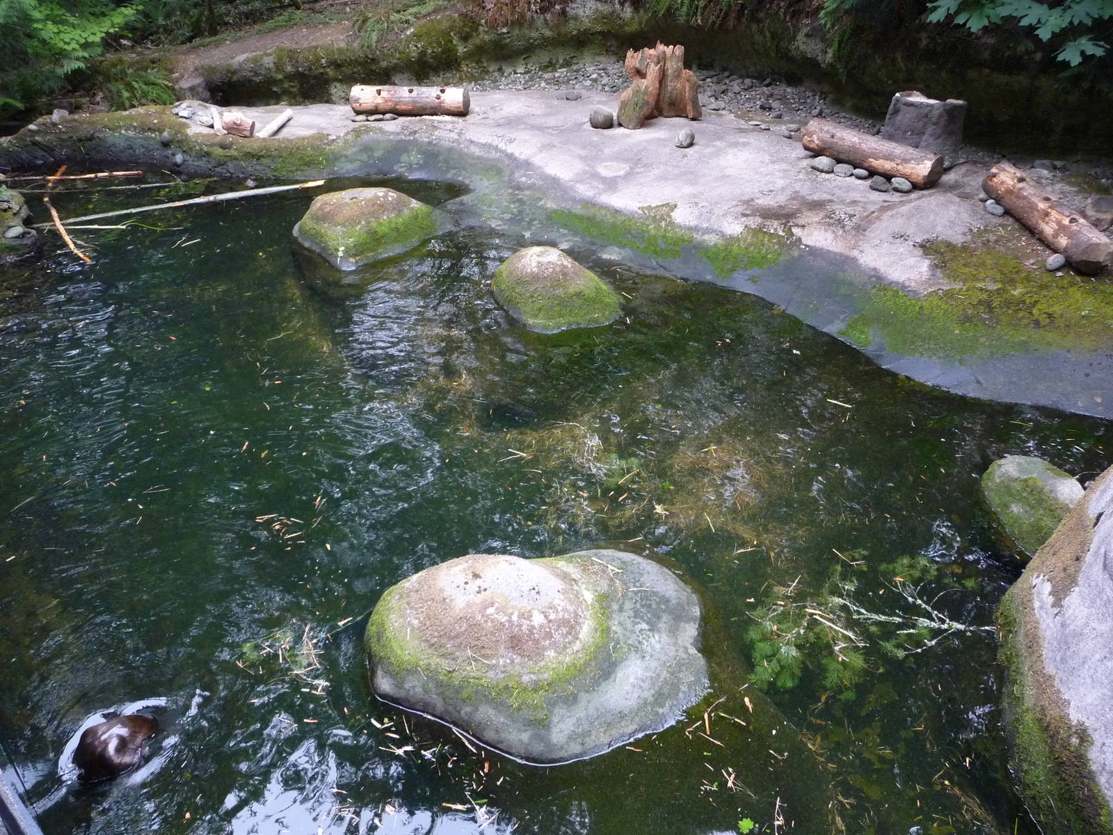 Beaver Exhibit