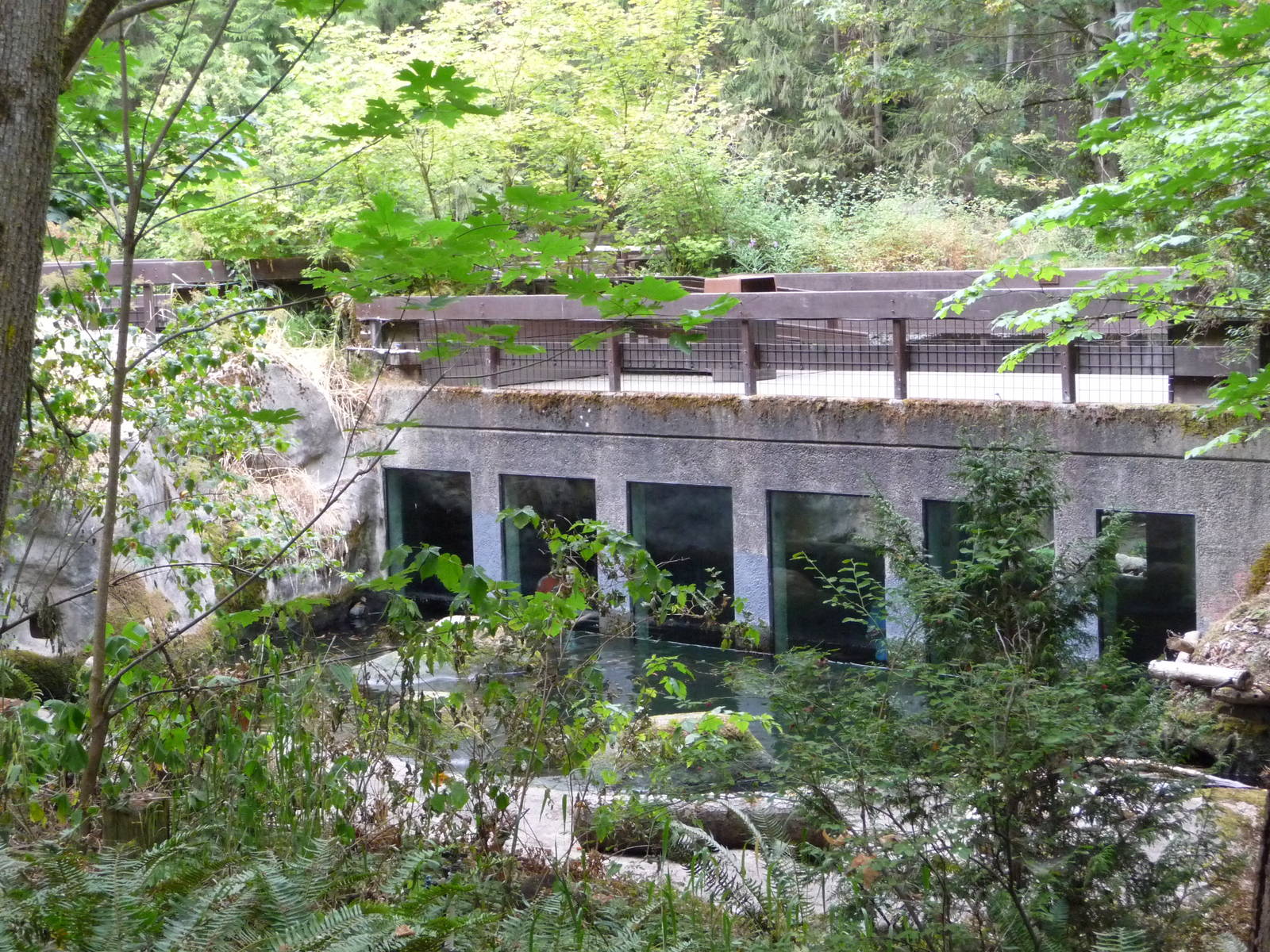 Beaver Exhibit